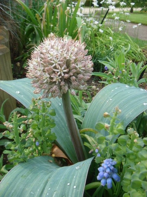 Allium karataviense